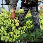 Malnutrition: The Domino Effect Of Undernourished Soil