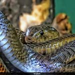 75,000 Snakes Swarm To Narcisse: Inside The World’s Largest Snake Gathering