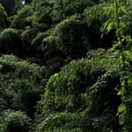 Mentally Challenged Girl Allegedly Raped, Killed While Collecting Firewood In Manipur’s Churachandpur Forest: Sources