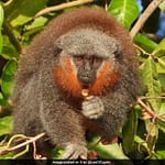 Race To Save The Amazon’s Bushy-Bearded Monkeys