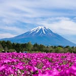 Here’s Why The Fuji Shibazakura Festival 2025 Should Be On Your Spring Hit List