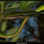 Rare Snake Rediscovered In Dudhwa Tiger Reserve, 2nd Sighting In India
