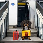 Taking Your Pet On Holiday? These 8 Tips Will Make It a Breeze