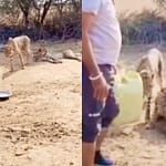 Driver Who Gave Water To Cheetahs At Kuno Fired Over Violations