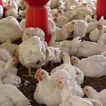 Bird Flu In India: How You Can Keep Your Pets Safe