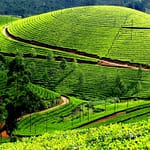 Allow Planting Oil Palm Trees In Assam Tea Gardens: Association To Centre