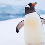 Trump Imposes Tariffs On An Island Where Only Penguins, Seals Live