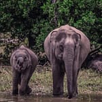 6 Epic Elephant Experiences In India For Some Fun Time With The Gentle Giants