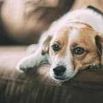 Why Dogs Love Playing With Trash? How To Stop Them
