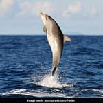 680 Dolphins Spotted Off Gujarat Coast In Latest Census