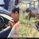 Delhi Chief Minister Sees Man Feeding “Roti” To Cow On Busy Road. Does This