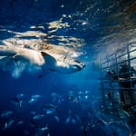 10 Unmissable Marine Adventures For A Thrilling Summer 2025