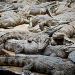 Crocodiles Worth Rs 4.7 Crore Put Up For Sale In Unusual Chinese Auction