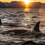 Gang Of 60 Killer Whales Attack And Devour Pygmy Blue Whale In Brutal Video