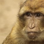 Why Monkeys Are Better At Yodelling Than Humans