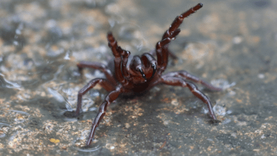 australians urged to catch deadly funnel web spiders for antivenom production