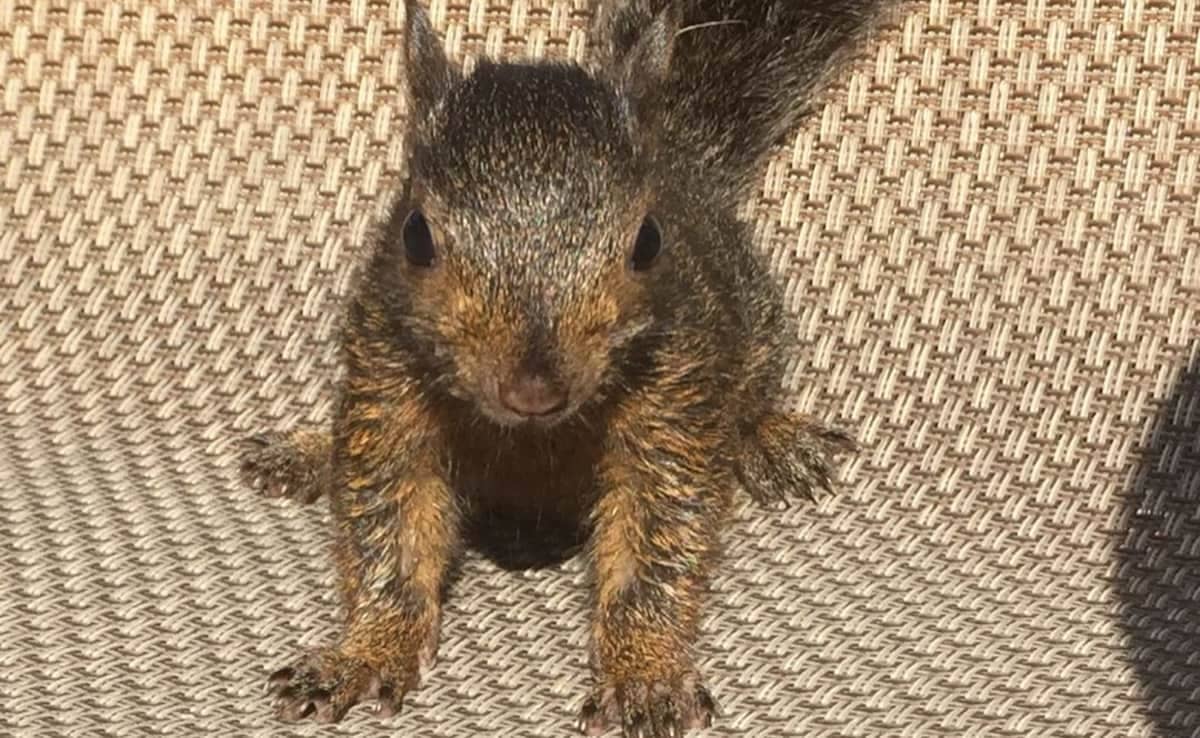 s6u5nnk peanut squirrel 625x300 02 November 24 Wfnydb