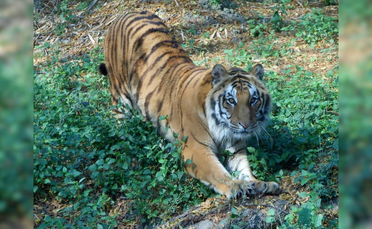 vr2t769o tiger prashant 625x300 15 November 24 qs2vzb
